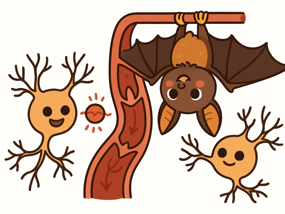 為什麼蝙蝠倒掛不會腦充血